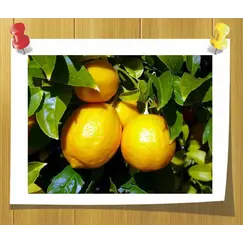 Гидролат Лимона