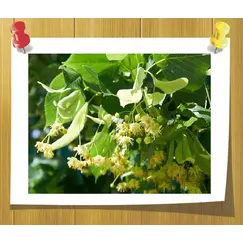 Гидролат Липы