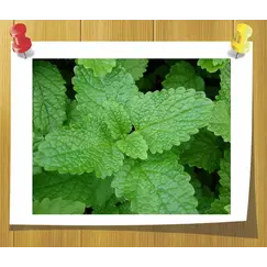 Гидролат Мелиссы