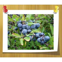 Гидролат Можжевельника (Душистая вода)