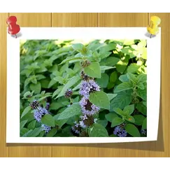 Гидролат Мята (Душистая вода)