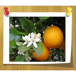 Гидролат Нерроли