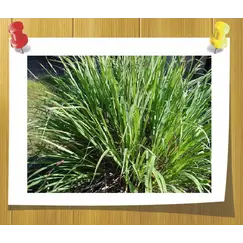 Гидролат Пальмароза