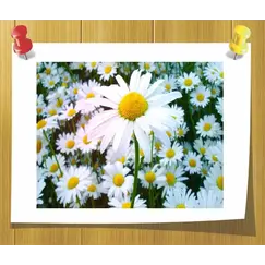 Гидролат Ромашки