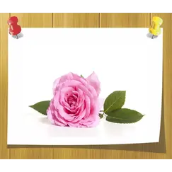 Гидролат Розы