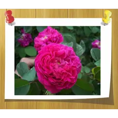 Гидролат Розы Дамасской