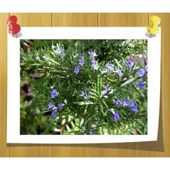 Гидролат Розмарина