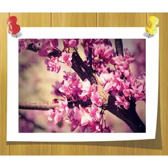 Гидролат Розовое Дерево ( Душистая вода)