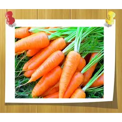 Фото 9784: Гидролат семян моркови дикой