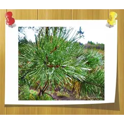 Гидролат Сосны