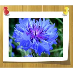 Гидролат Василька