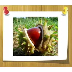 Гидролизат протеинов Каштана