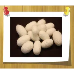 Коконы шелкопряда ( не очищенные)