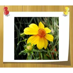 Масло Череда (базовое) мацерат-масло