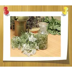 Тысячелисника маслянны экстракт