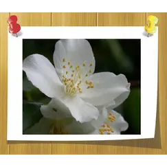 Отдушка Жасмин