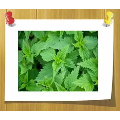 СО2 экстракт Крапивы