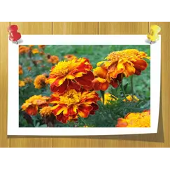 Фото 1801: Эфирное масло Бархатцев оптом