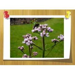 валерианы эфирное масло