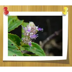 Эфирное масло Patchouli Dark, Объём, мл: 5 мл