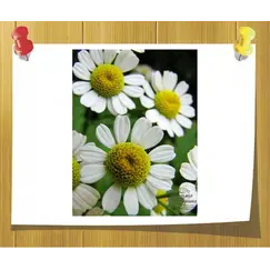 Масло Ромашки мацерат опт, Объём, мл: 1 л