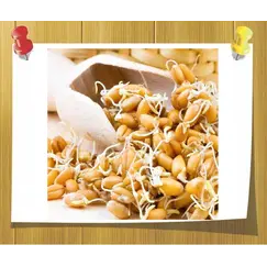 Масло Пшеничных зародышей рафинированное опт, Объём, мл: 1 л