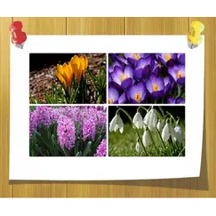 Отдушка Весенние цветы для бомбочек, Объём, мл: 10 мл