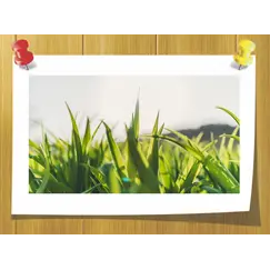 Aldehyde C-6 hexanal, Объём, мл: 3 мл