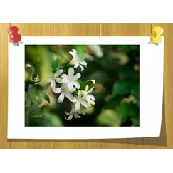 Cis-Jasmone, Volume, ml: 3 ml