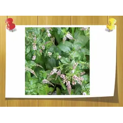 Эфирное масло мяты кудрявой, Объём, мл: 5 мл