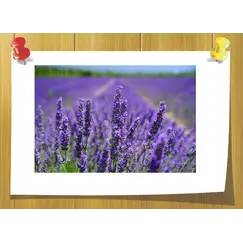 Ethyl Linalol, Объём, мл: 5 мл