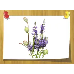 Farnesene, Объём, мл: 3 мл