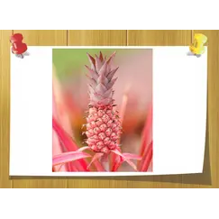 Herbanate, Volume, ml: 5 ml