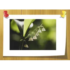 Hydroxycitronellal, Volume, ml: 5 ml