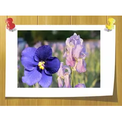 Альфа ионон, Volume, ml: 5 ml