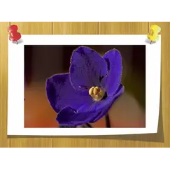 Іонон Бета, Volume, ml: 3 ml