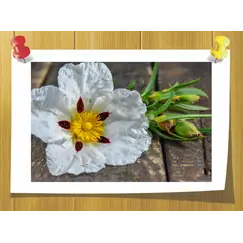 Labdanum absolute, Вес: 10 гр, Концетрация: 100% Pure