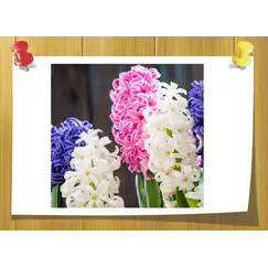 Фенилпропиловый спирт, Volume, ml: 5 ml