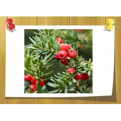 Аромамасло Red Berry Balsam
