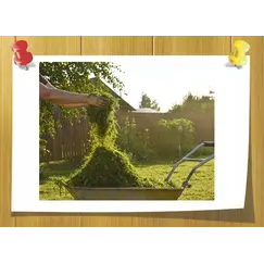 Triplal, Объём, мл: 5 мл