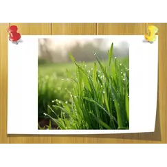 Vertoliff, Объём, мл: 5 мл