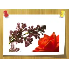 Anisyl Alcohol 50 % TEC, Volume, ml: 5 ml