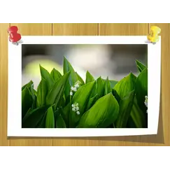 Cis-3-Hexenol, Объём, мл: 3 мл