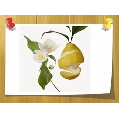 Hedione, Об `єм: 5 мл