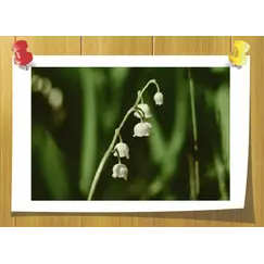 Lilial, Volume, ml: 5 ml