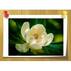 Magnolan, Volume, ml: 3 ml