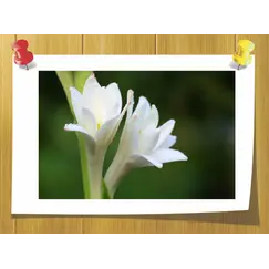 Абсолю Туберозы, Вес: 2 гр, Концетрация: 100% Pure