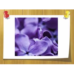 Виолифф (violiff), Volume, ml: 2 ml 