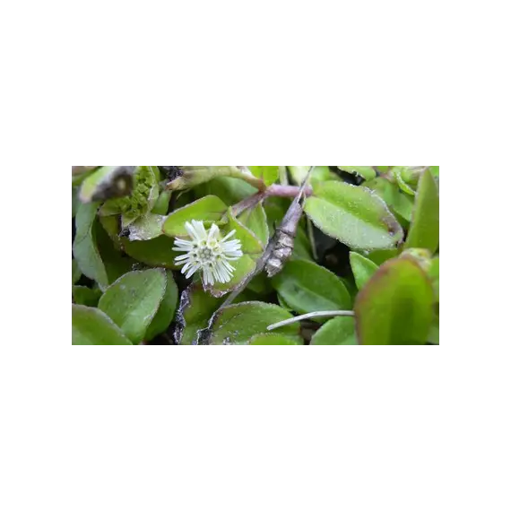 Гідролат Брінгарадж 100 мл