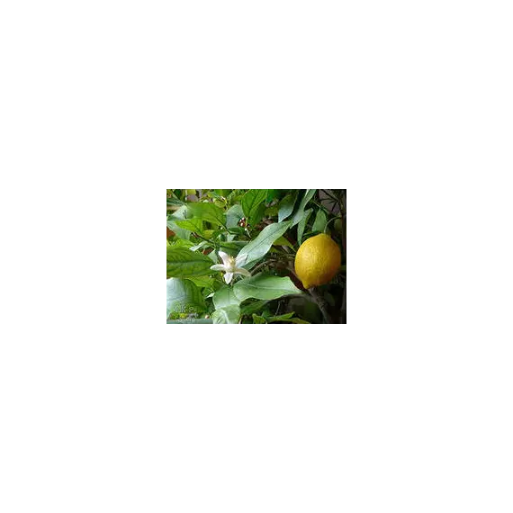 Эфирное масло Лимона